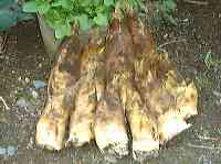 H12�N�S���P�Q�����傤�Ǘǂ��傫���̂Ȃ�܂���